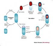 endospore forming bacteria