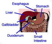 Duodenum - JungleKey.fr Image