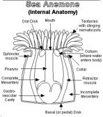 Cnidocyte - JungleKey.fr Image