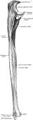 Ulna - JungleKey.fr Image #50