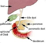 Sphincter - JungleKey.fr Image #50