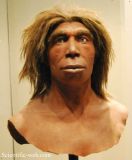 Homo heidelbergensis - JungleKey.fr Image #50