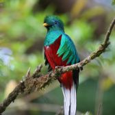 Quetzal - JungleKey.fr Image