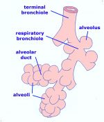 Bronchiole - JungleKey.fr Image