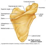 Scapula - JungleKey.fr Image